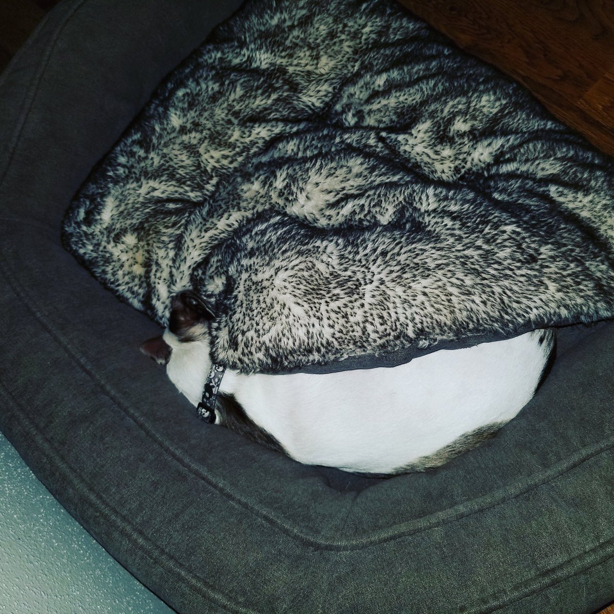 CriderCrew's tweet photo. When we tell hanky it's time for bed this is what he does!!  #adoptdontshop #doxie #doubledapple  #dogs #bedtime #blinddogsrock https://t.co/dGbbrOA80V