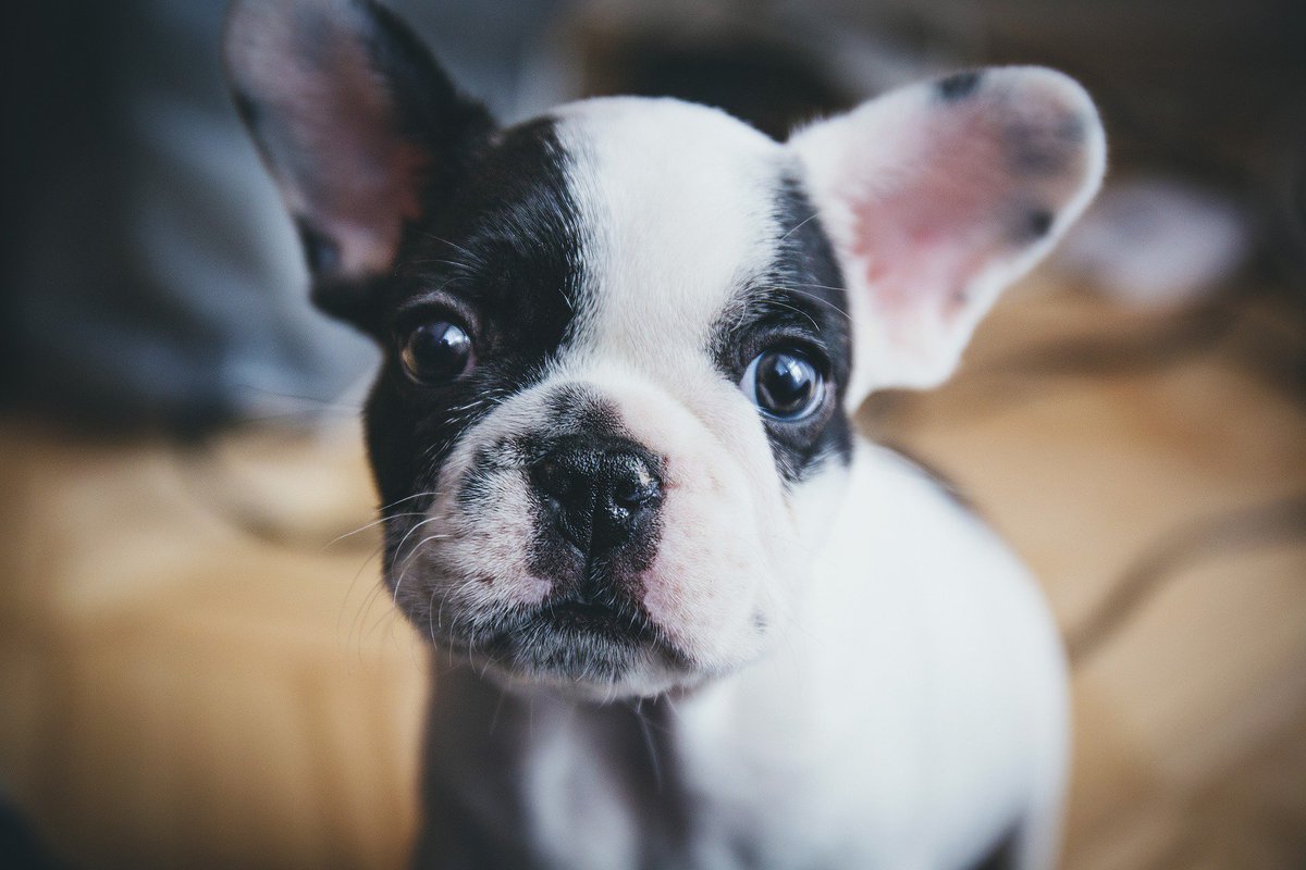 SoosPets's tweet photo. #HappyTuesday Do you have a puppy too? Then,  you must try this #AllNatural #DeadSea #PuppyShampoo https://t.co/ew9tDNWOA1 #GoodMorning https://t.co/imbXaEmWav