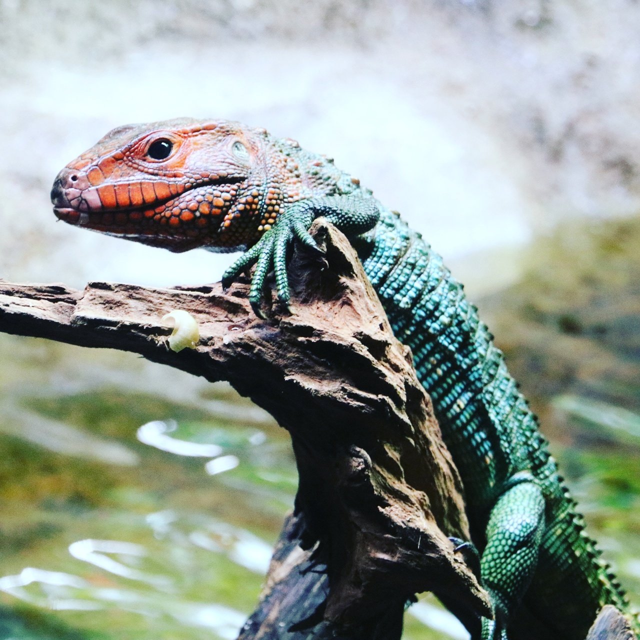 Amphibious lizards hotsell