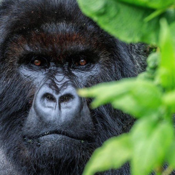 sr7771's tweet photo. Humans are bringing species to extinction. However, the success of the conservation program of the mountain gorilla gives us hope. #bioUSFQ https://t.co/J4ZeqDQjqd