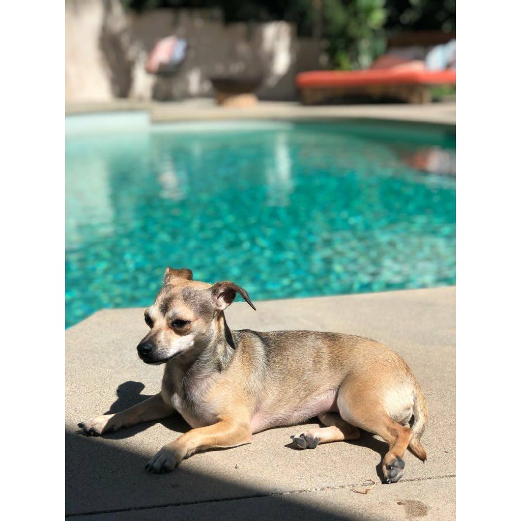 wajidurgr8's tweet photo. via @diariesofdiana Instagam Stories..
#BaskingInSunlight #DoggoTime ππ π @priyankachopra https://t.co/Kkj0SG5jCC