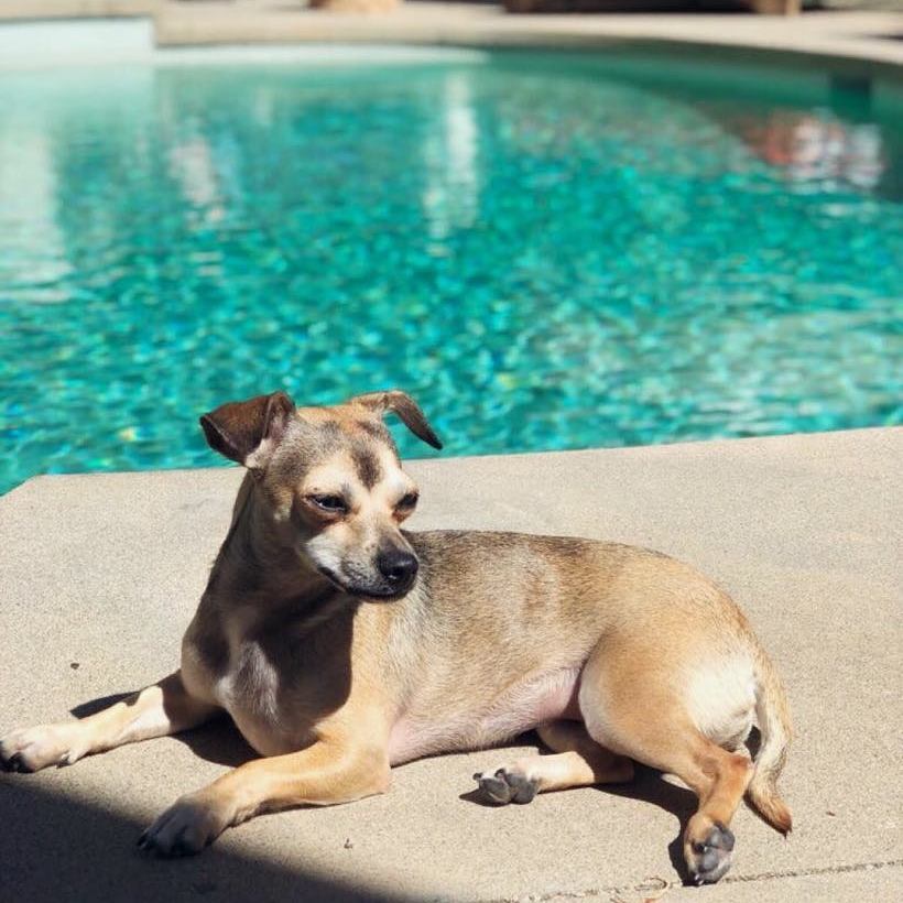 wajidurgr8's tweet photo. via @diariesofdiana Instagam Stories..
#BaskingInSunlight #DoggoTime ππ π @priyankachopra https://t.co/Kkj0SG5jCC