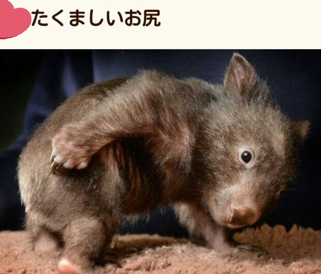 クアッカ 世界一幸せな動物 Mimiwaok Twitter