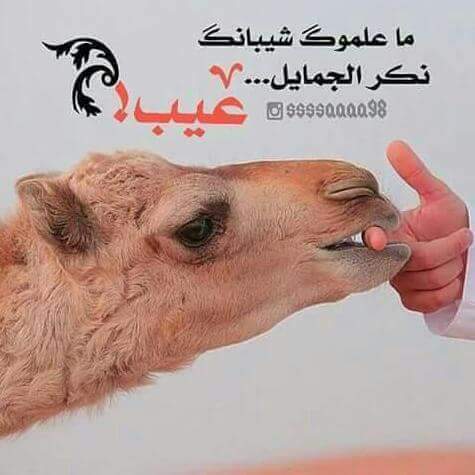 #لا__تسولف_عن_احساس_الوفا_والامان

#وانت_توك_على_حمل_الامانه_صغير😔