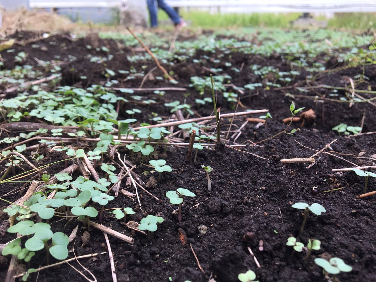 kohnozemi's tweet photo. 本日は、「菜の花畑」にて昼休みに雑草の回収、清掃を行いました。先週の火曜日に種まきをし、1週間が経過。早々と多く芽が出ており、生命力の強さ感じました。 #河野ゼミ #帝京 https://t.co/AICaAOuwxV