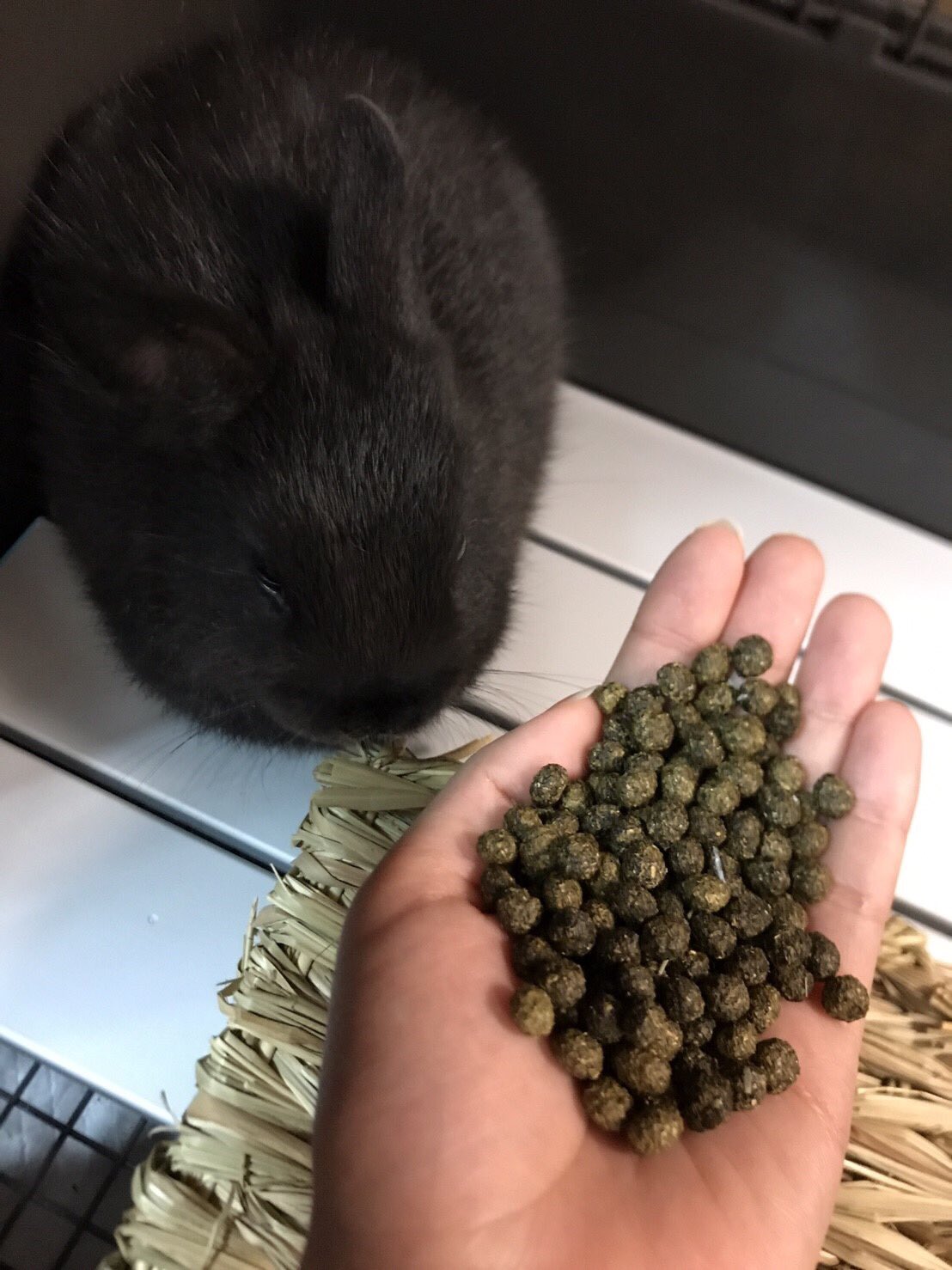 もふもふ もりもり Rabbit うさぎ うんち うんこ 無反応 うさぎ好きさんと繋がりたい T Co Qpcapscaga Twitter もふもふ もりもり Rabbit うさぎ うんち うんこ 無反応 うさぎ好きさんと繋がりたい T Co Qpcapscaga Twitter