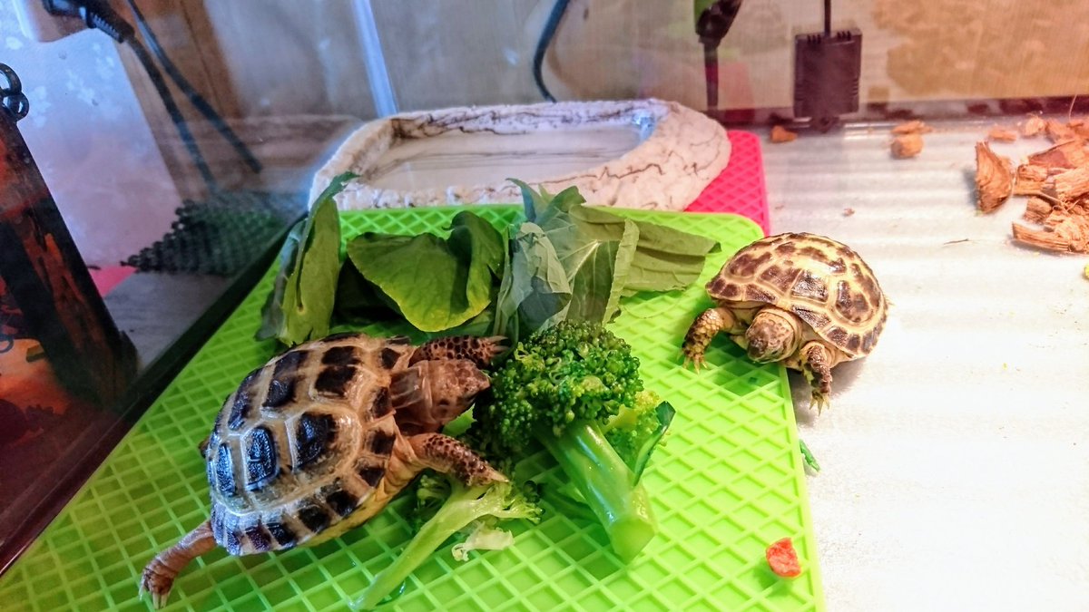 美沙 در توییتر 今さらながら ロシアリクガメの床材はなにがいいんだろう ハスクチップ ヤシガラ にしてるけど どうも歩きにくそう みなさん何をお使いか ぜひ教えてくださいー W リクガメ リクガメ床材 ロシアリクガメ