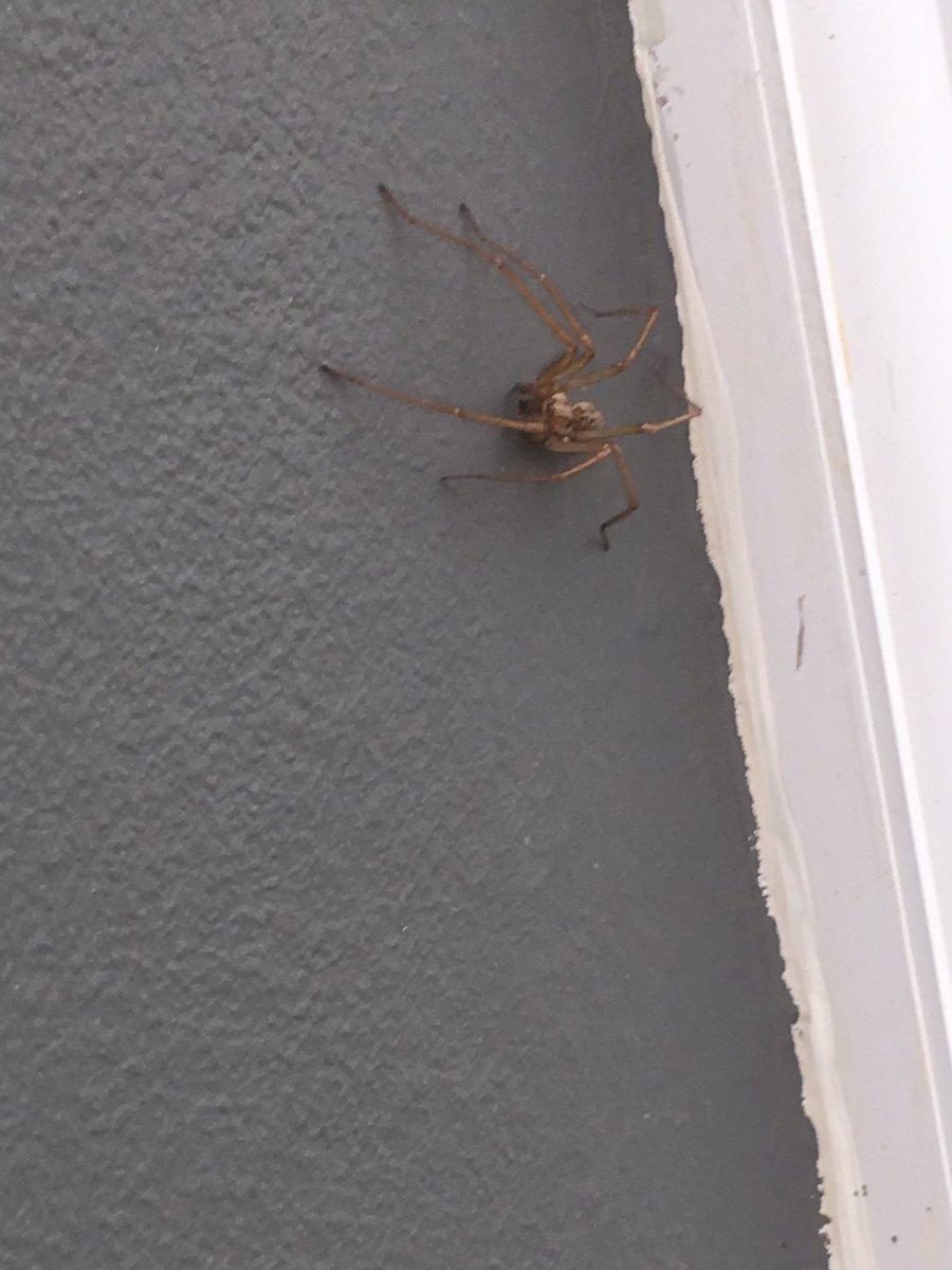 iainbuckanan's tweet photo. @forthone bad boy at my mums house had to get rid off https://t.co/xHcSiFa9Y7