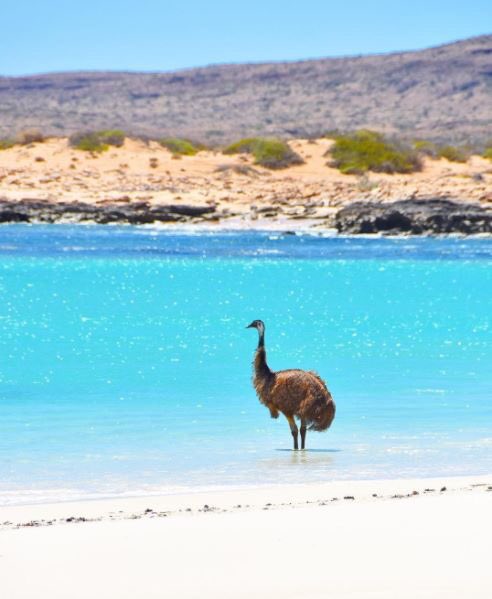 LoveThoseTiges's tweet photo. Not long until @thedollop Down Under 4 tour.
Daddy? @reynoldsgareth #GiantBirdProblem #Eemew (Photo:Kylie McKay) https://t.co/p22qCSfxwt