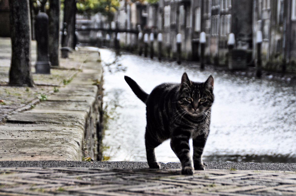 lecoupe_faim's tweet photo. Pottenkat
#Pottenkade #Dordrecht #poes #katten https://t.co/ybWoEFq6cb