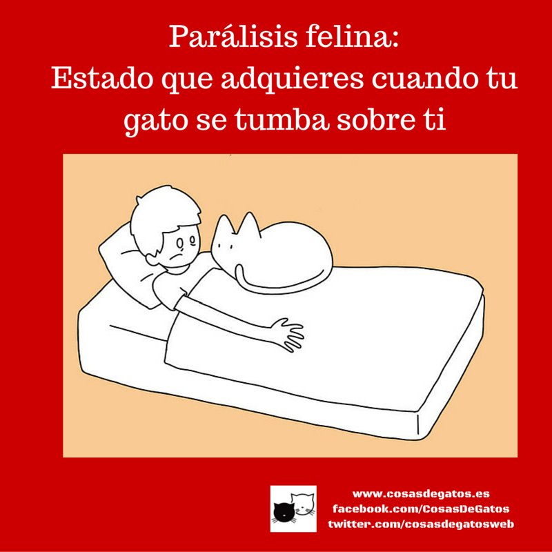 Cosas de Gatos tweet media