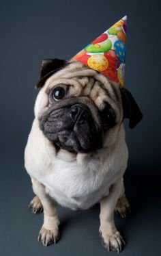 LakesPet's tweet photo. #Win A #LuxuryPetBed competition. Post your fav #dog pictures using #LakesPetCompetition https://t.co/MjxbPcLTTY #PugLove https://t.co/vtnDPVQ9Zy