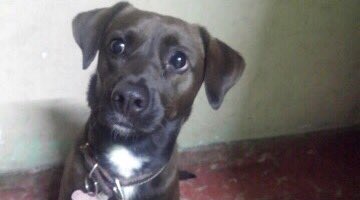 aleswbbu's tweet photo. Difunde, se perdió hace 2 horas!! #perritaperdida hoy 3/10/17 a las 5:40 am, Kesha-labrador-2años cerca de metro chabacano AYUDA! https://t.co/OogxClAzOp