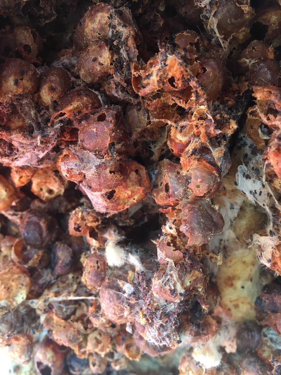 pestraid's tweet photo. Inside of a tree bee nest that was removed now the nest is no longer in use Call 08007720166 24/7
#PestContol #pestraid #bees #wasps #pest https://t.co/joMYgeDche