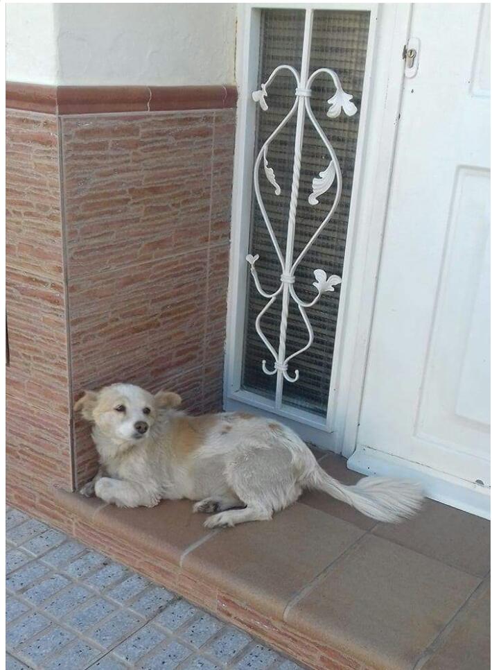 amor_animal015's tweet photo. está en Lobon, lleva mucho tiempo en la calle, se nota en su estado. Estamos a tope No podemos hacernos cargo.Alguien puede?648193980 https://t.co/CKKge6emnf