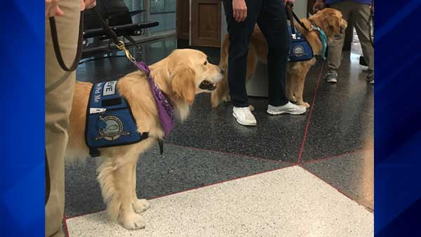 ABC7Chicago's tweet photo. Chicago comfort dogs to visit Las Vegas mass shooting victims: https://t.co/F6Wns6eIVr https://t.co/baZ9KK6el7
