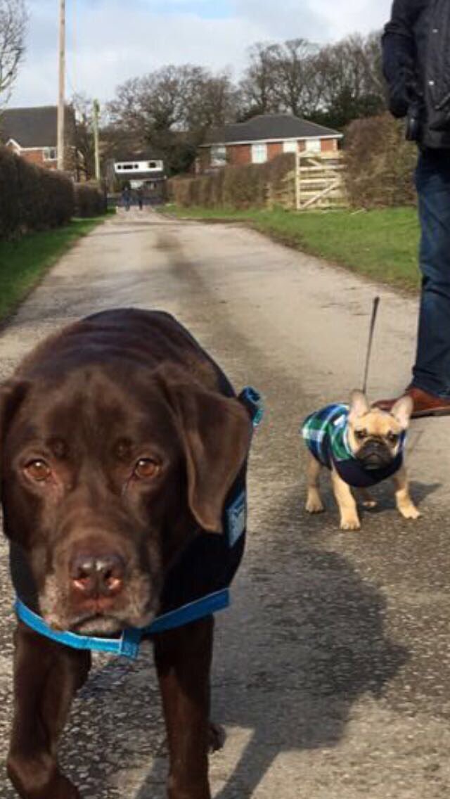 WalmsleyLiz's tweet photo. This dog has given our family 13 years of unconditional love - and he's still at it !! Happy Birthday Mr Mack #dog #chocolate #labrador https://t.co/odhzIWgjs4