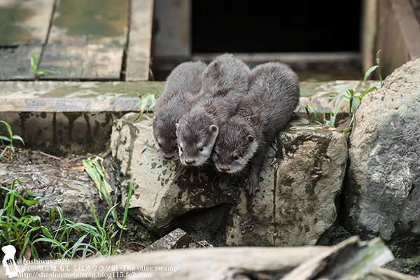 So how do we get down? dailyotter.org/posts/2017/10/… Photo by <a href="/kashiwaya920/">カシワヤ</a>