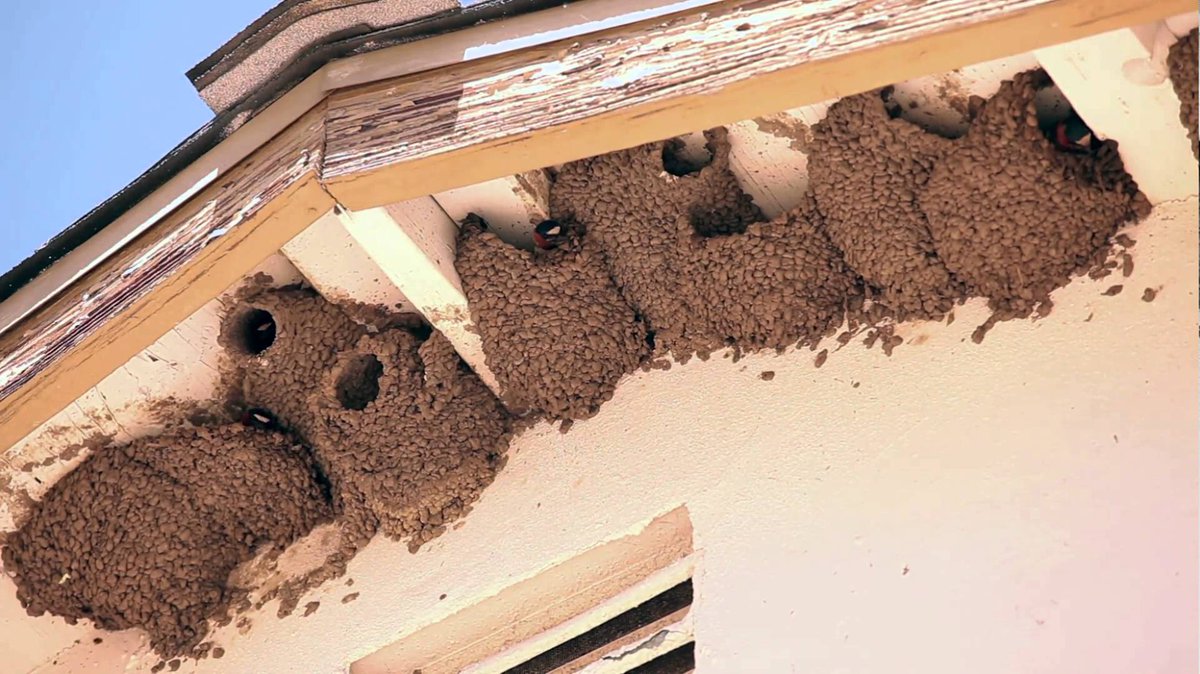 Guardia Civil tweet media