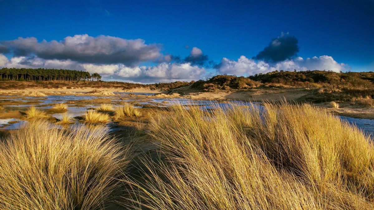 NPZK's tweet photo. Dit mooie, dynamische duinlandschap zoekt een
slagvaardige en verbindende voorzitter. Interesse? Bekijk de #vacature:   https://t.co/u3n6PVM3cH @NPZK #grootolmen #ruudmaaskant RT=dank https://t.co/H1KclM3i7P