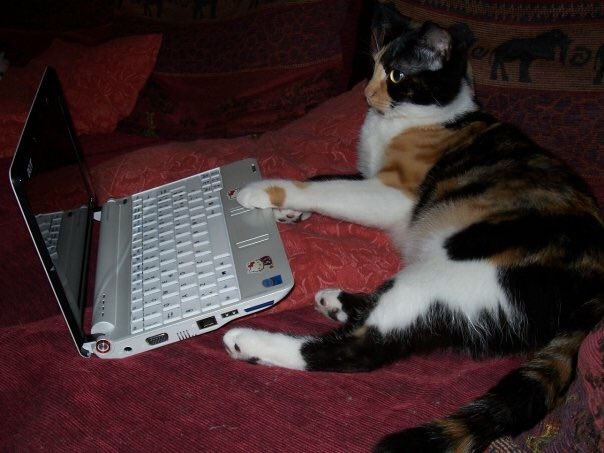REGINA_KQ's tweet photo. @catsofinstagram Nikita is sending her resume to you 😹❤️🐾 https://t.co/80oC3VGZsP