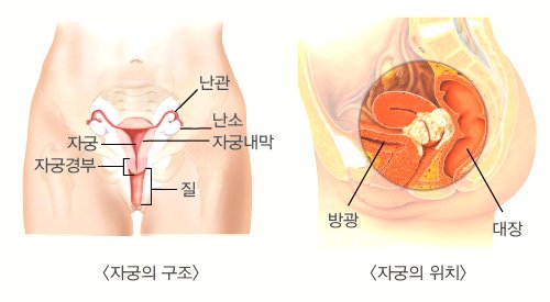 gotjd5221's tweet photo. 생리컵 시도때 여성기와 그 주변 생식기를 파악하는게 좋습니다.
첫번째로 질은 처음부터 저렇게 넓은 공간처럼 열려있지 않습니다. 질근육끼리 잘 붙어있습니다. 그러니까 재채기할때 생리혈 왕창나오면 그걸 알 수 있겠죠? 하지만 평상시에도 손가락은 들어갑니다 https://t.co/mQzULTGDfJ