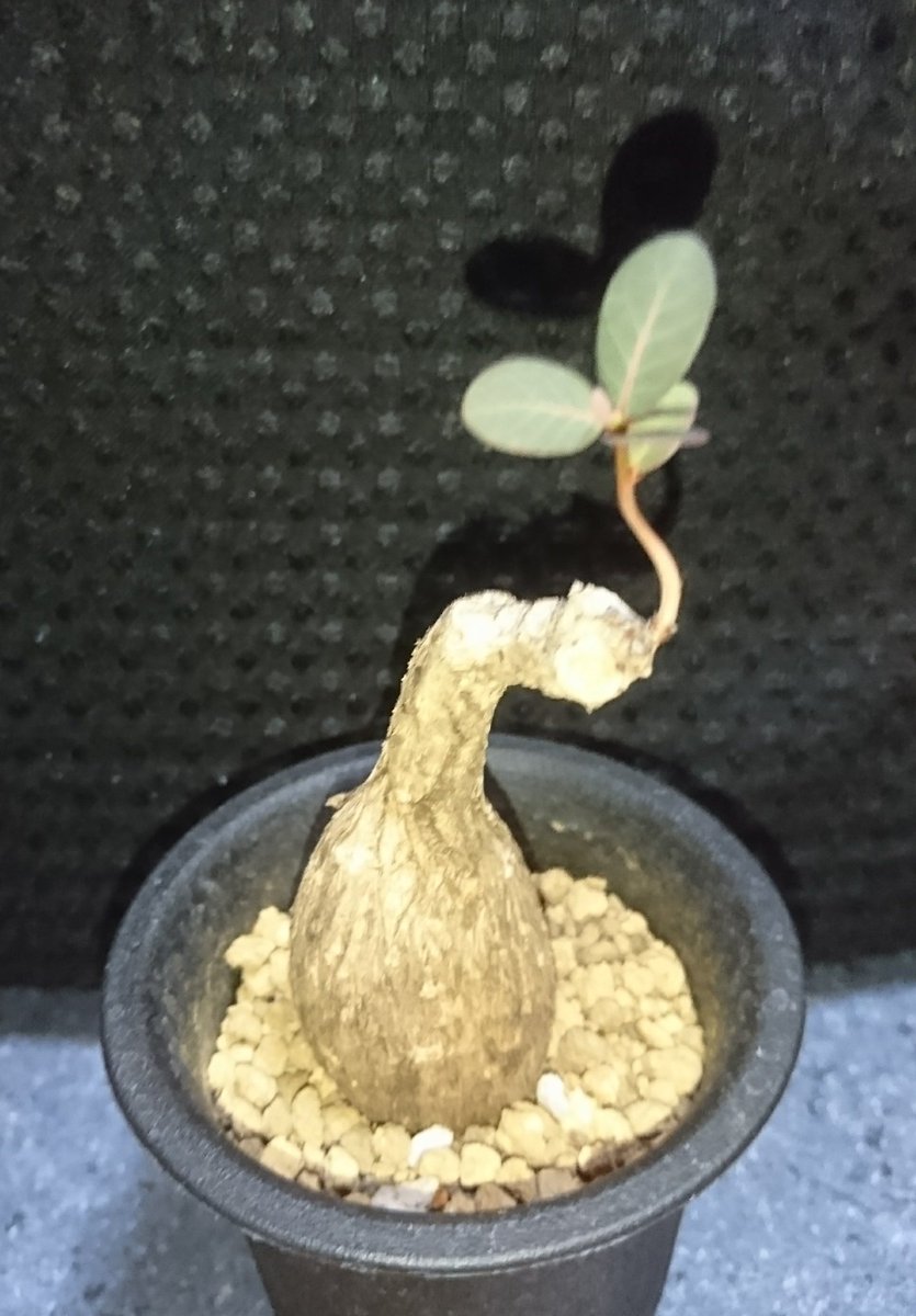 バロン 多肉 小動物 何となく かわいい塊根植物と思って買ってしまいました フィランサス ミラビリス ですが 用土を少し足そうとしたら苗がグラグラ ﾟdﾟ 抜いて見たら未発根 S 見なかった事にして植え直し これから どうなるのか