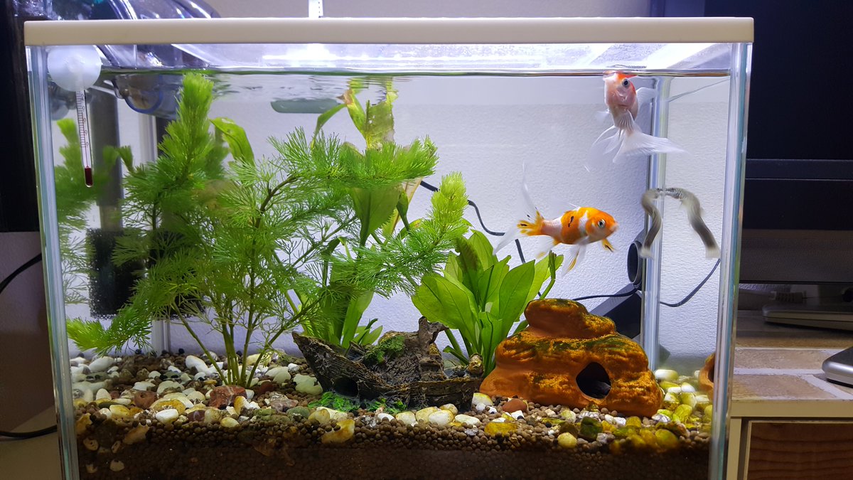 さくらさく Twitterren 今年の夏に買い始めた金魚と熱帯魚 まだまだ初心者で日々試行錯誤しながら育ててます 熱帯魚の水槽の水草がだんだんいい感じに茂ってきたw 金魚 熱帯魚 水槽 アクアリウム ネオンテトラ 朱文金 さくらさく Twitterren 今年の夏に買い始めた金魚と熱帯魚 まだまだ初心者で日々試行錯誤しながら育ててます 熱帯魚の水槽の水草がだんだんいい感じに茂ってきたw 金魚 熱帯魚 水槽 アクアリウム ネオンテトラ 朱文金