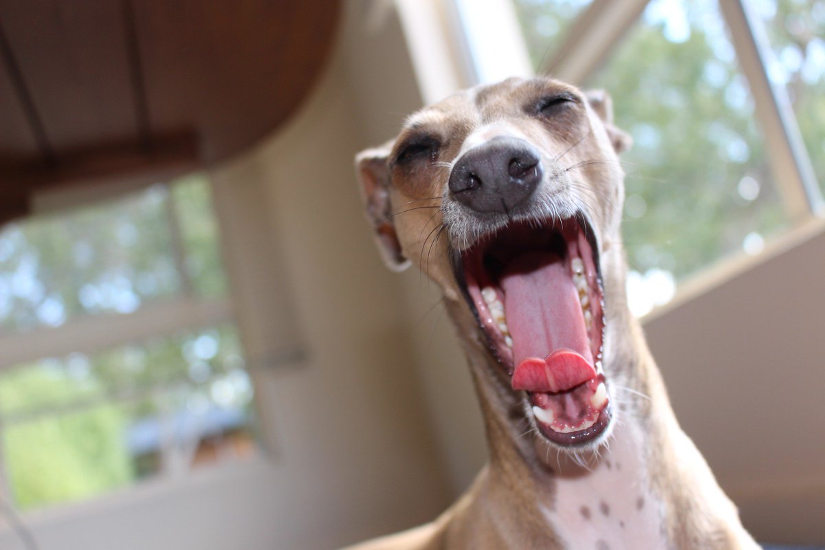 LakesPet's tweet photo. Happy #TongueOutTuesday this sleepy #greyhound as just risen from a #luxury #petbed haha https://t.co/4nHAygNwmo https://t.co/ZKln2eVUh4