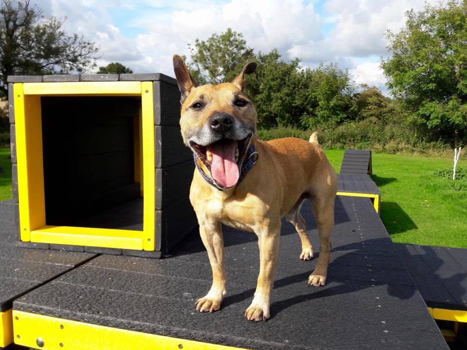 PDRescue's tweet photo. 💜BASIL💜

https://t.co/K8AniJU1vO

https://t.co/mrlsnhtNP6

@PawprintsAnita @TrishaShaw @UKRescueDogs @Penny2449 @rugbyadv @biltonvets https://t.co/z3nv9gQhBJ