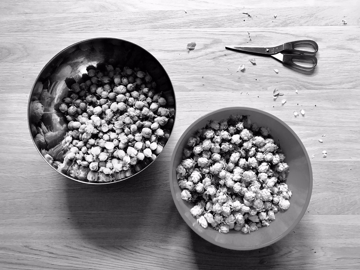 KumpelBier's tweet photo. Der Hopfen vom Balkon ist eingefahren. #hallertauermittelfrueh #willamette #hopharvest #hops #hopfenernte #homebrewing #eickelmann https://t.co/5hUrP4fcs1