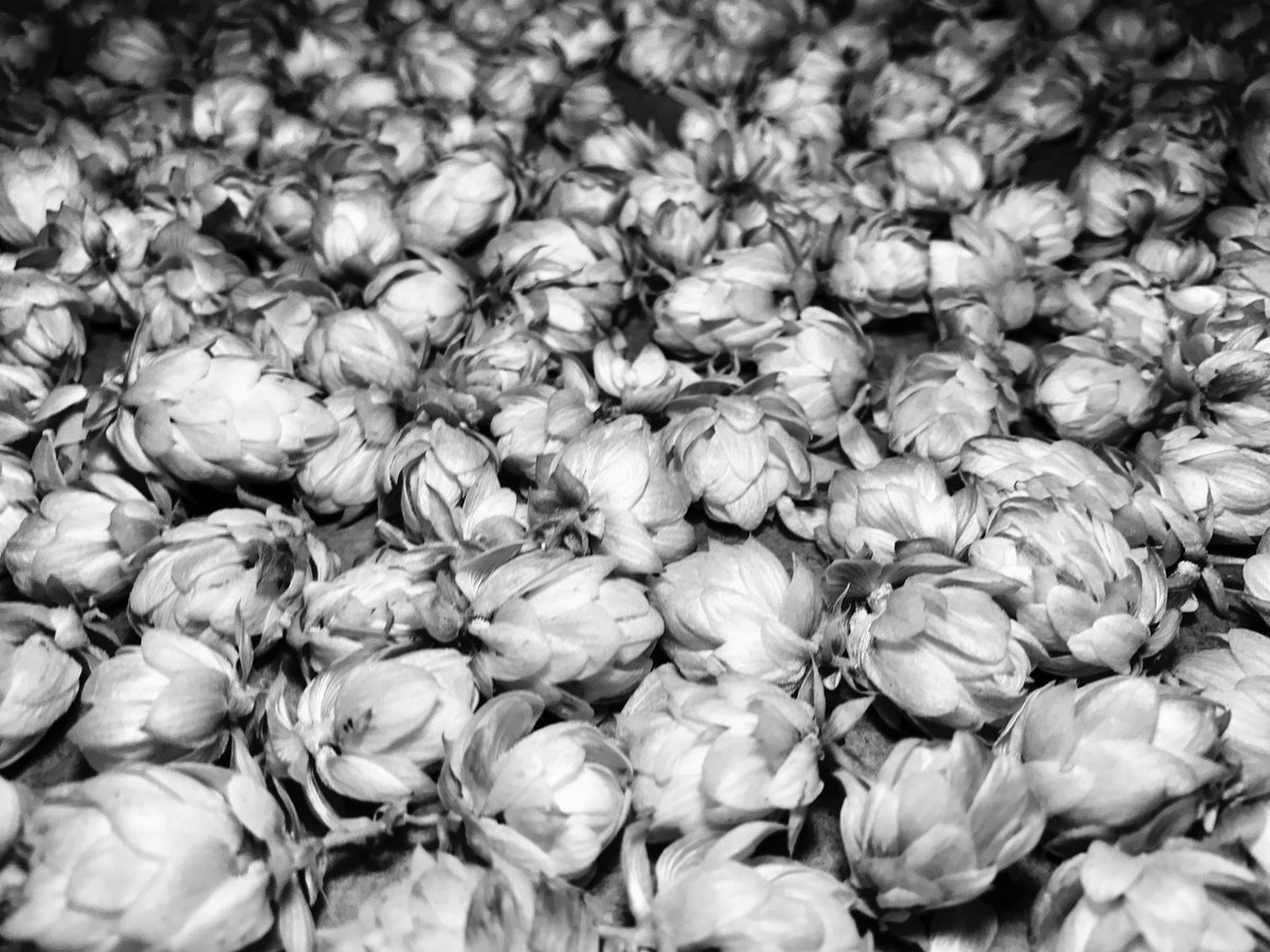 KumpelBier's tweet photo. Der Hopfen vom Balkon ist eingefahren. #hallertauermittelfrueh #willamette #hopharvest #hops #hopfenernte #homebrewing #eickelmann https://t.co/5hUrP4fcs1