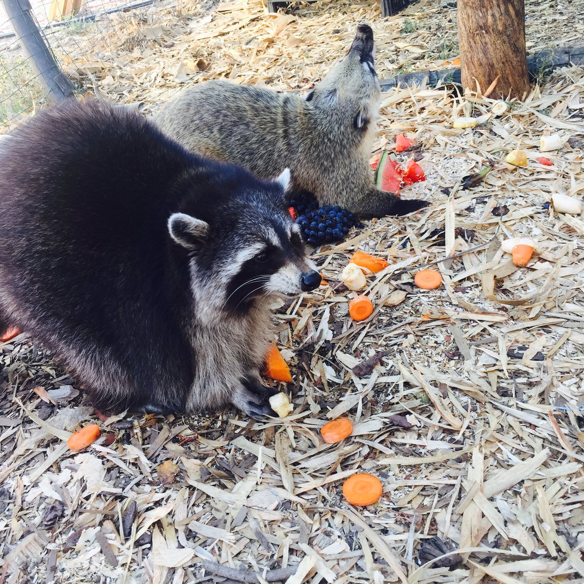 KuckOreo's tweet photo. Fruit and veg time #oreo #hamish #workexperience #hooday #kuckoreocamp https://t.co/jcO3wKqOYc
