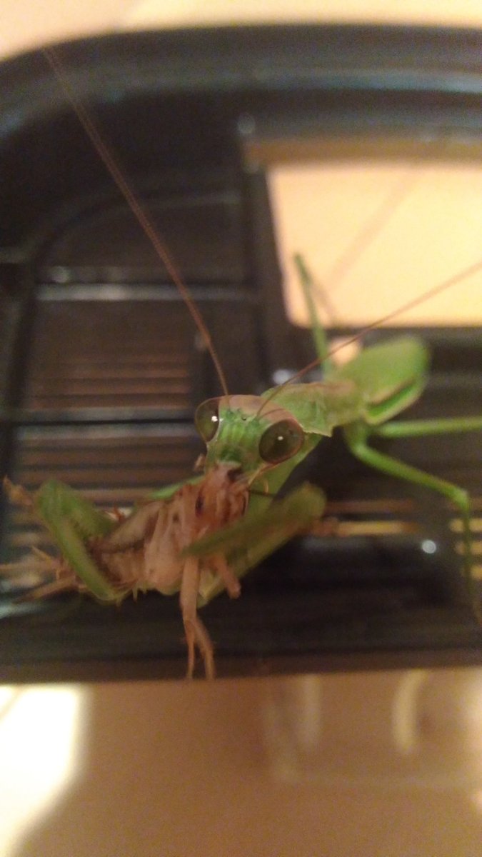 古里どらす على تويتر コオロギうまいね 卵産んだ次の日だから尚更かも だそう 笑 メガは僕をを見ると結構驚くのですが 飼育ケースに戻してコオロギを入れると野生解放して飛びつくという内弁慶なのです 僕の夕飯は決まっているのです カレーをよこすのです