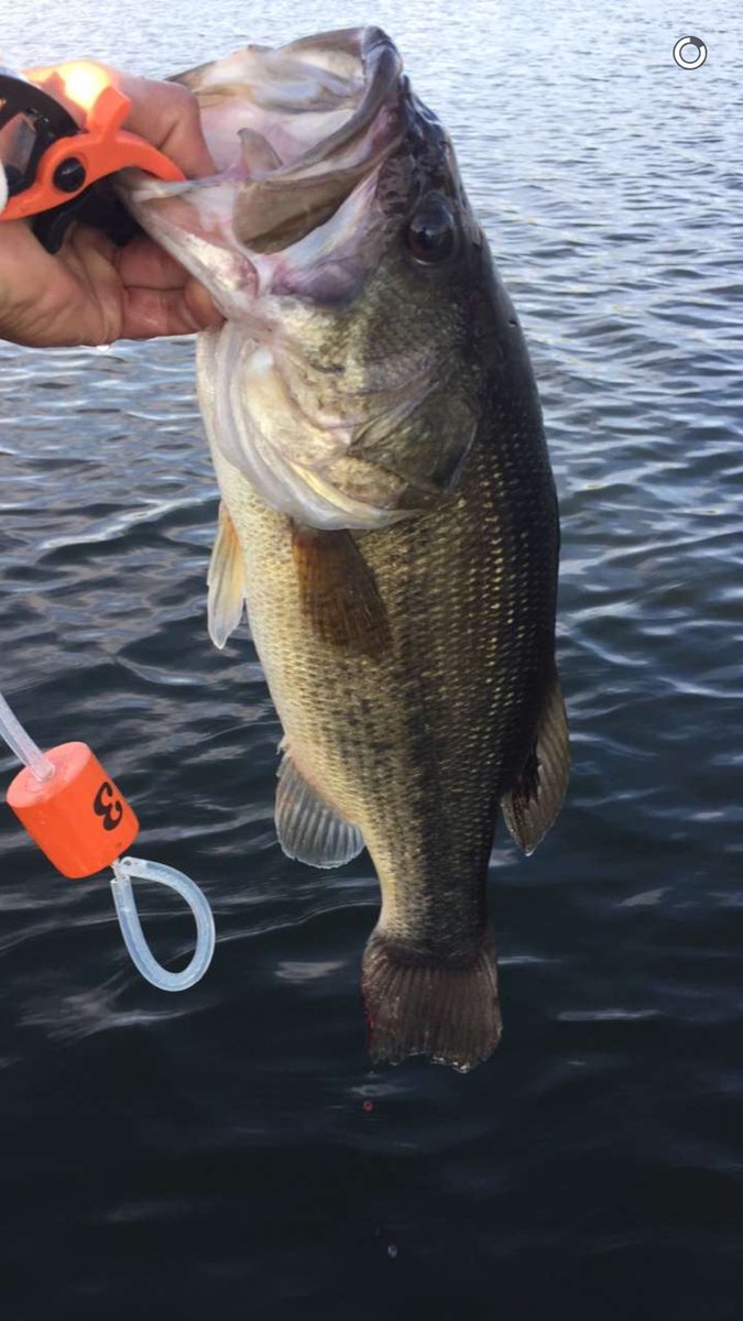 mikeday_23's tweet photo. My buddy @OrionNick using the #clipncull from @calcoastfishing. @BASS_nation @FLWFishing @BassProShops @TackleWarehouse https://t.co/zfpmbPoBgF