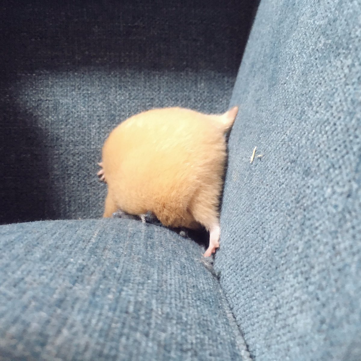 ソファの上で反り返ったハムスターがぬいぐるみのようにかわいい きなこ棒みたい Togetter