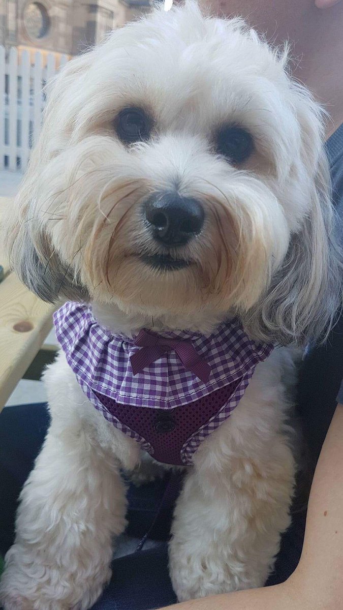 SarahBald1's tweet photo. Bella the shorkie, 2 today!! #VIPOct2017 https://t.co/7gmzujOCe7