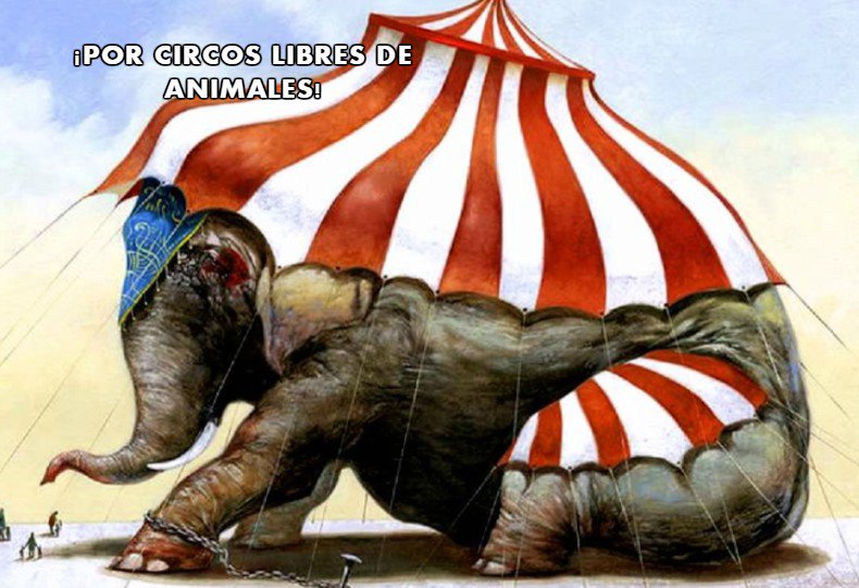 LiberaCL's tweet photo. Súmate para prohibir el uso y exhibición de animales en circos. Difunde.
→ FIRMA la petición https://t.co/6JS9dCjH8W https://t.co/zWjMhH0S3K