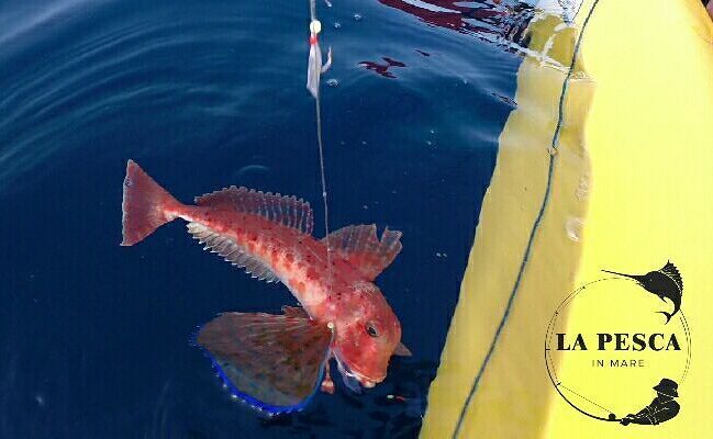 Lapescainmare's tweet photo. Gallinella di mare per @matteodesideri ๐๐๐๐ฃ๐๐๐ช๐
@lapescainmare #carsonfishing #spinning #sabiki #surfcasting #kayโฆ https://t.co/G2wyQJl44L https://t.co/w6WRCgLaKv