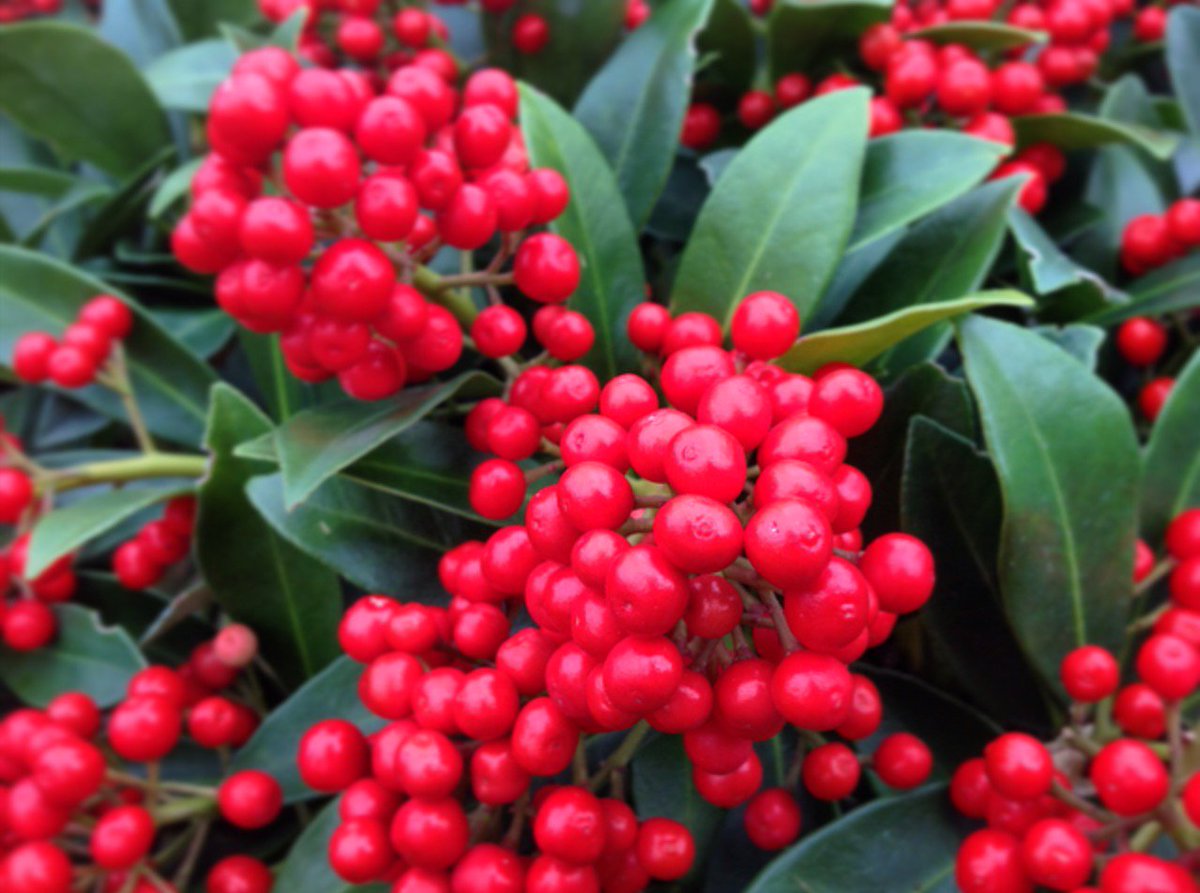 bartongrangegc's tweet photo. Our plant area is bursting with beautiful berries! #AutumnWinter #berrilicious #skimmia https://t.co/uRo8YX0oDK