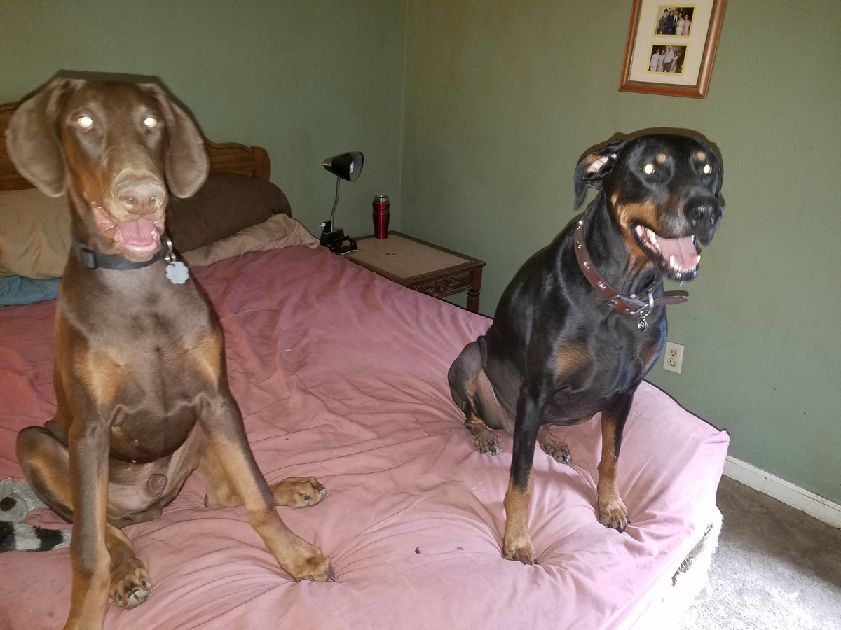 djthmps4's tweet photo. #TongueoutTuesday with @DobergirlCleo  and Maximus. #dogsoftwitter #doberworld #dobermaninfinity #dogcelebration #I❤mydobies #dogzrule https://t.co/V2ZSE9InVd