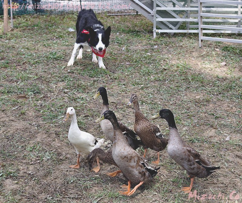 蛟 みずち בטוויטר インディアン ランナー アヒル と牧ガチョウ犬 この子の出番は終わったのだけどアヒルも気になって見てるの この日はガチョウを追ってたけれど 2匹の犬で協力してガチョウ アヒルを追ったりもするのよ 10 1撮影 スイス Messe Zuspa Zula