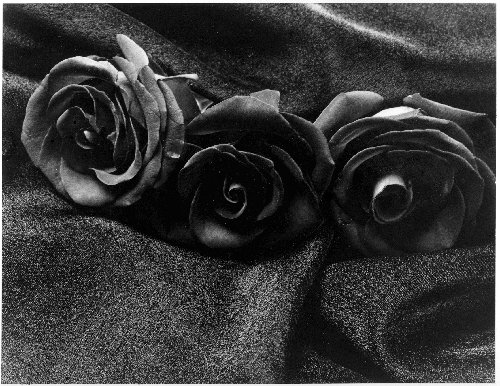 missmalfoyfics's tweet photo. La belleza es la oscuridad , como un ramo de rosas negras . Halloween #Smodetty @SModetty https://t.co/i9VLNPiUEk