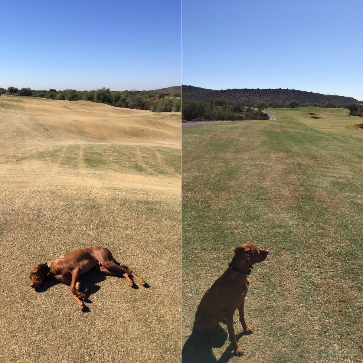 o_hitch29's tweet photo. Two different prep processes.. Difference in season? Better transition? Try something new #overseed2017 #bccturf #golfcoursedog https://t.co/HrhLII4IlJ