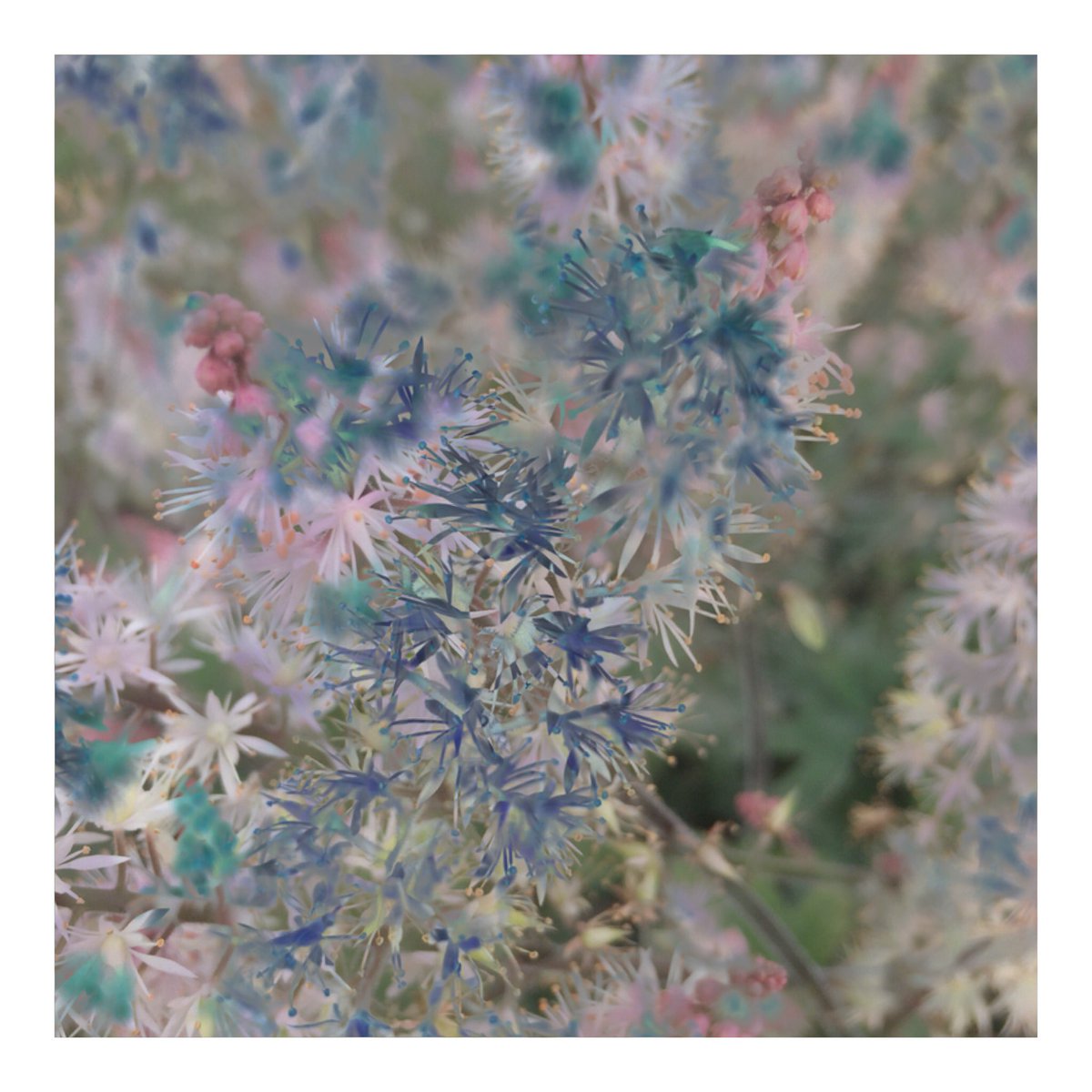 Craigmorris101's tweet photo. #iPhone Plant inspired multiple exposures from the nursery. https://t.co/kV1QZ3DmZw