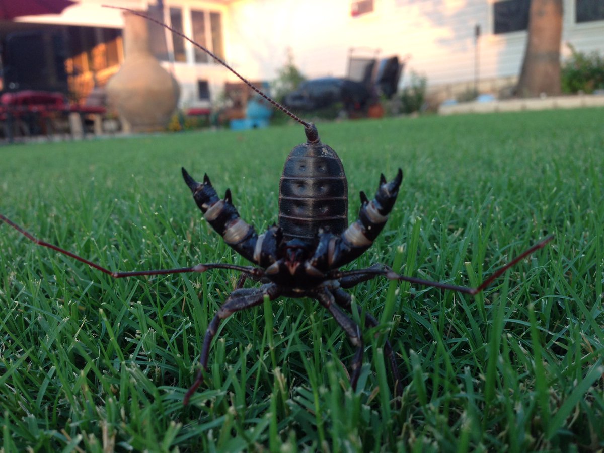 cashletsinger's tweet photo. @SALiveKSAT #creepycritter https://t.co/5pZ9bBJdW1