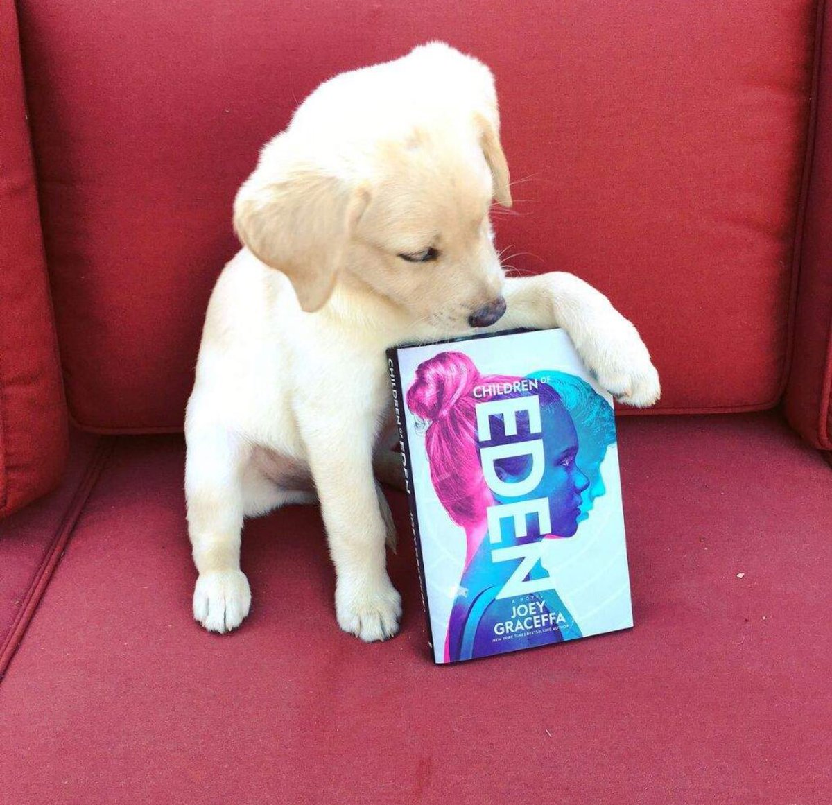 shanedawson's tweet photo. one year later :,) 
congrats on the new book @JoeyGraceffa! thanks for sending me this and cheering me up today ❤️ https://t.co/n5fjA7ErnM