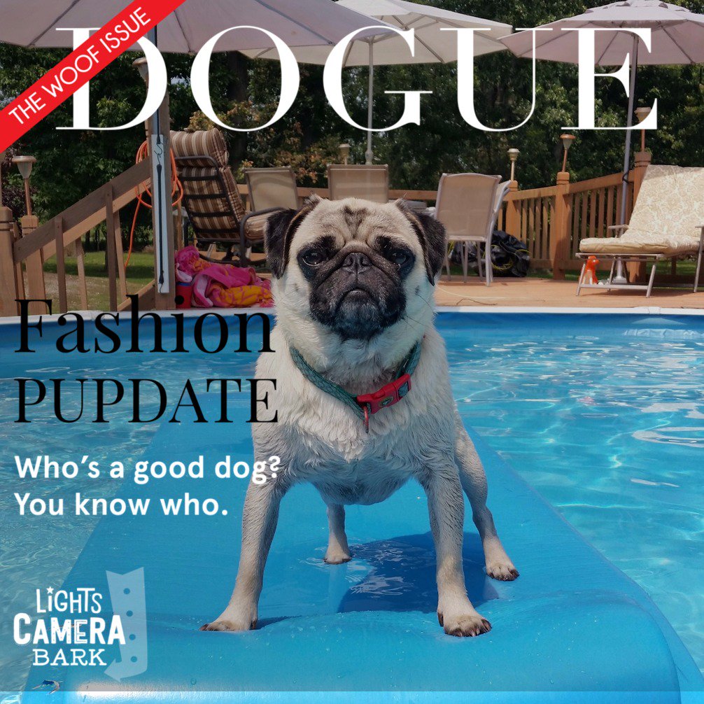 dawnzo's tweet photo. Indie the surfer pug! You gotta love her! @_eeliak #LCBStudio https://t.co/iKh0MJvrmQ