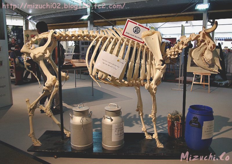 蛟 みずち A Twitteren 牛さんの骨格標本 10 1撮影 スイス Messe Zuspa Zula 牛 骨