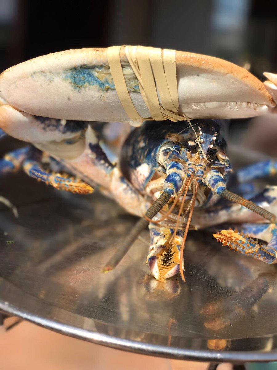 Salut 🦐
#lobster #seafood #foodie #foodlover #foodporn #restaurant #buzinel #ourworkisourpassion #fishrestaurant #food #foodblogger #blogger